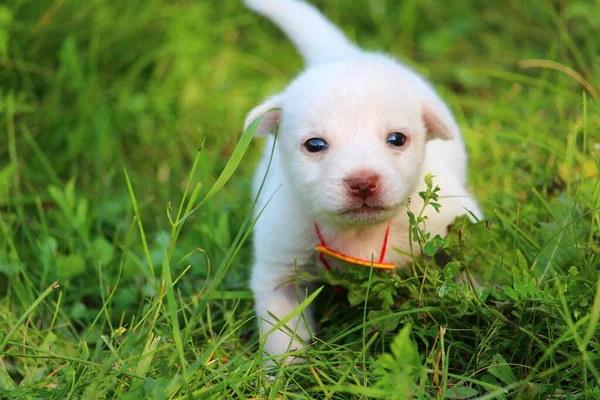 Witte Puppy Wandelen Het Gras Natuur Achtergrond Huisdier Kopieerruimte Voor — Stockfoto