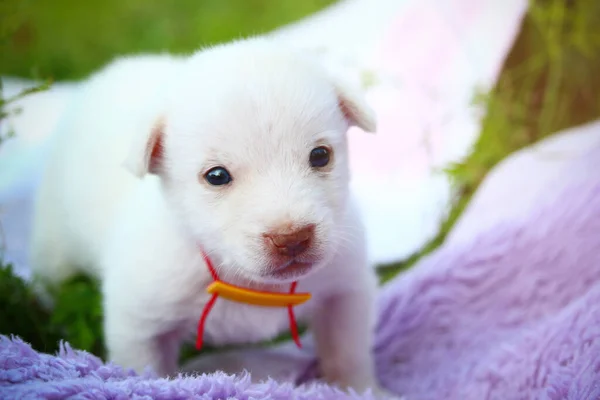 Cachorro Blanco Una Colcha Naturaleza Antecedentes Copiar Espacio Para Colocar —  Fotos de Stock
