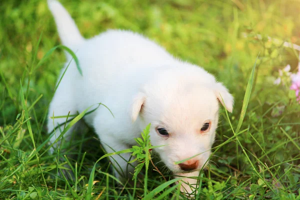 Cucciolo Bianco Che Cammina Sull Erba Natura Animale Domestico Copia — Foto Stock