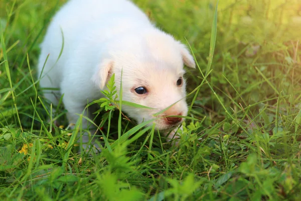 Doğada Çimenlerde Yürüyen Beyaz Köpek Yavrusu Arka Plan Hayvanı Metin — Stok fotoğraf