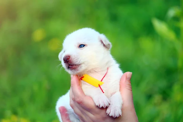 Cachorro Blanco Manos Femeninas Sobre Fondo Borroso Naturaleza Verde Copiar —  Fotos de Stock