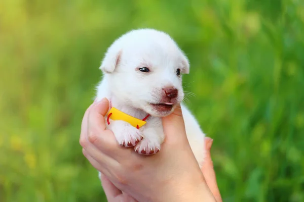 Beyaz Köpek Yavrusu Yeşil Doğanın Bulanık Arka Planında Kadınların Elinde — Stok fotoğraf