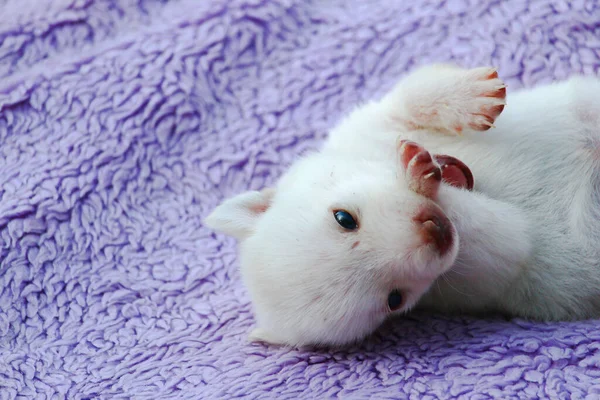 Chiot Blanc Couché Sur Dos Sur Couvre Lit Espace Copie — Photo