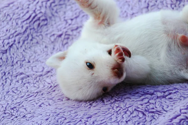 White Puppy Lies His Back Bedspread Copy Space Placing Text — Stock Photo, Image