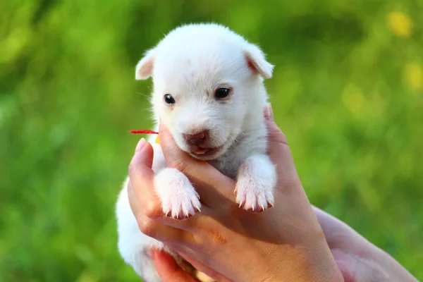 Cachorro Blanco Manos Femeninas Sobre Fondo Borroso Naturaleza Verde Copiar —  Fotos de Stock