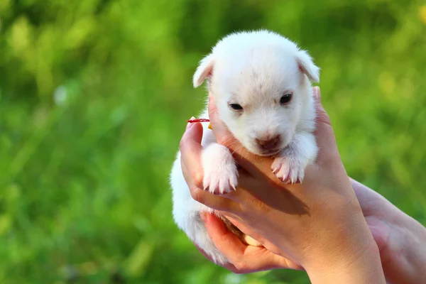 Cachorrinho Branco Mãos Femininas Fundo Borrado Natureza Verde Espaço Cópia — Fotografia de Stock