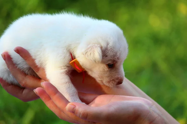 Cachorro Blanco Manos Femeninas Sobre Fondo Borroso Naturaleza Verde Copiar —  Fotos de Stock