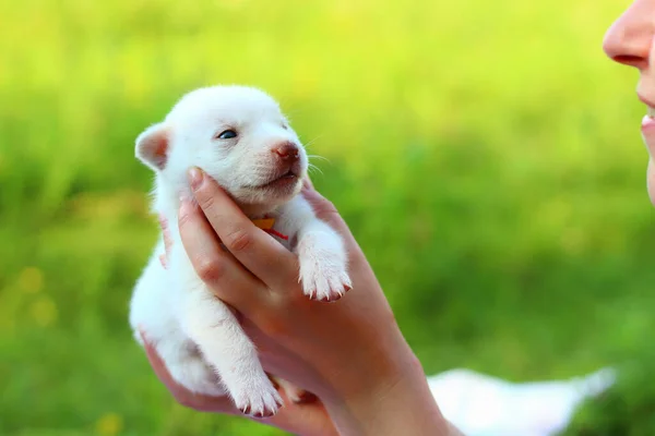 Beyaz Köpek Yavrusu Yeşil Doğanın Bulanık Arka Planında Kadınların Elinde — Stok fotoğraf