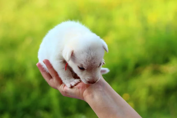 Witte Pup Vrouwelijke Handen Een Wazige Achtergrond Van Groene Natuur — Stockfoto