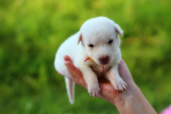 Beyaz Köpek Yavrusu Yeşil Doğanın Bulanık Arka Planında Kadınların Elinde — Stok fotoğraf