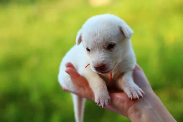 Witte Pup Vrouwelijke Handen Een Wazige Achtergrond Van Groene Natuur — Stockfoto