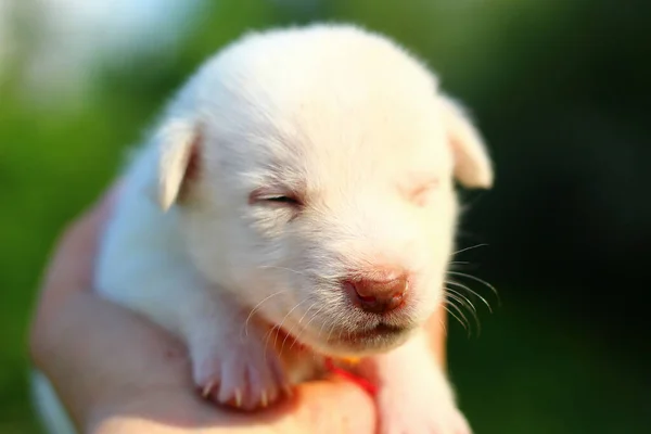 Cachorrinho Branco Mão Masculina Fundo Borrado Espaço Cópia Para Colocar — Fotografia de Stock