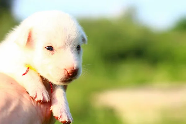 Witte Pup Mannelijke Hand Een Wazige Achtergrond Kopieerruimte Voor Het — Stockfoto