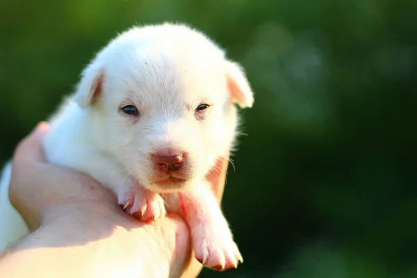 Cachorro Blanco Mano Masculina Sobre Fondo Borroso Copiar Espacio Para —  Fotos de Stock