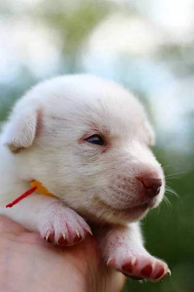 Bulanık Bir Arka Planda Beyaz Köpek Yavrusu Metin Başlık Için — Stok fotoğraf
