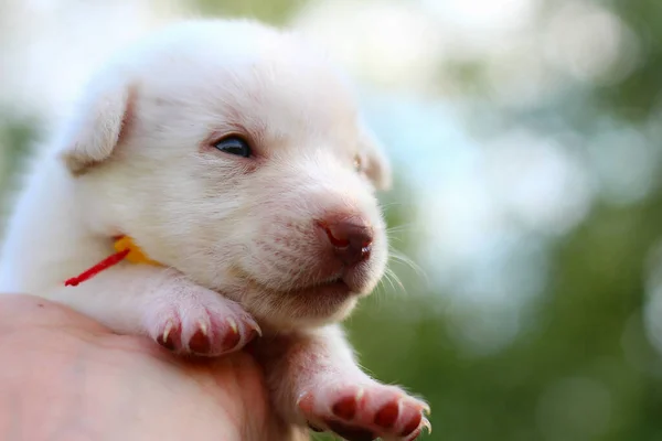 Cachorrinho Branco Mão Masculina Fundo Borrado Espaço Cópia Para Colocar — Fotografia de Stock