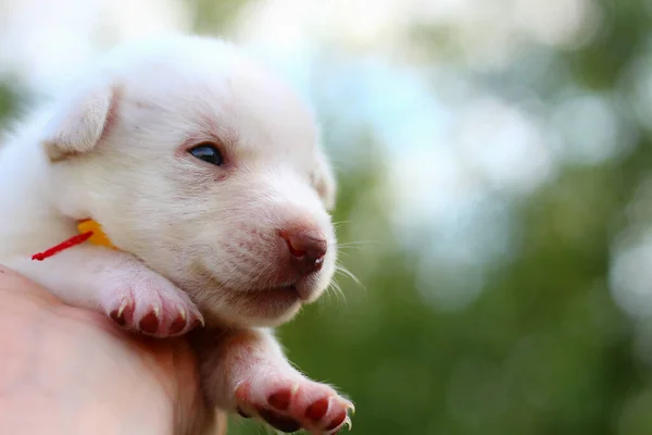 Cachorrinho Branco Mão Masculina Fundo Borrado Espaço Cópia Para Colocar — Fotografia de Stock