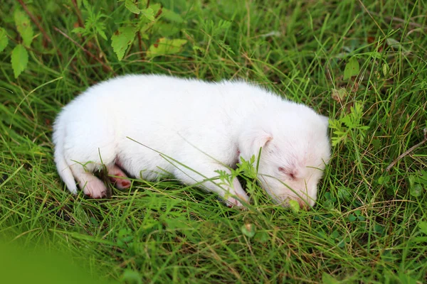 Cachorro Blanco Dulce Durmiendo Naturaleza Copiar Espacio Para Colocar Texto —  Fotos de Stock