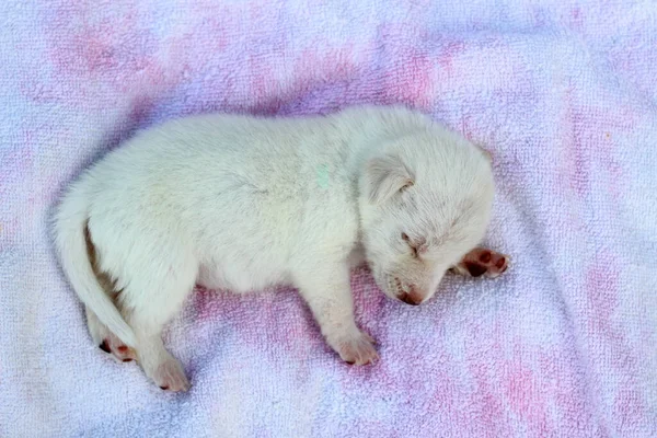 Chiot Blanc Dort Doucement Sur Couvre Lit Espace Copie Pour — Photo