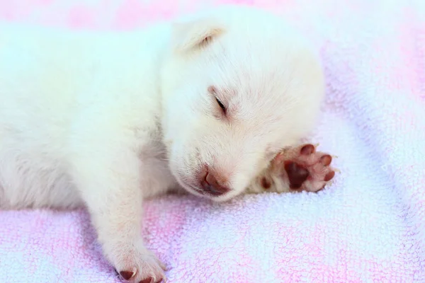 Beyaz Köpek Yavrusu Yatak Örtüsünde Tatlı Tatlı Uyuyor Metin Başlık — Stok fotoğraf