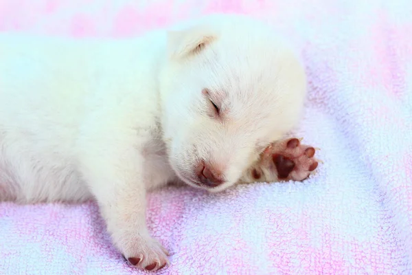 Beyaz Köpek Yavrusu Yatak Örtüsünde Tatlı Tatlı Uyuyor Metin Başlık — Stok fotoğraf