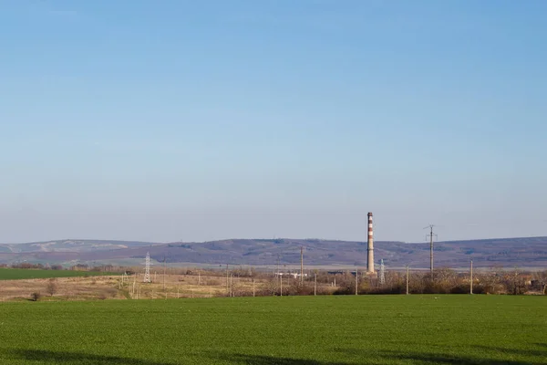 Pipe plant in field, spring