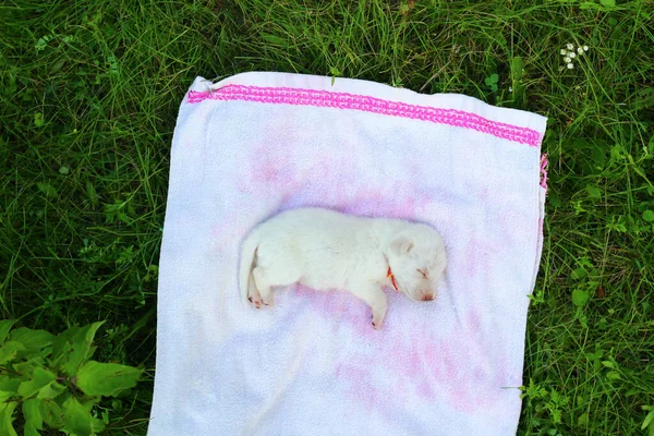 Cucciolo Bianco Dorme Dolcemente Sul Copriletto Copia Spazio Inserire Testo — Foto Stock