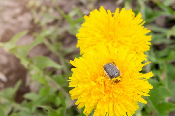 Maikäfer Auf Löwenzahn Getönt — Stockfoto