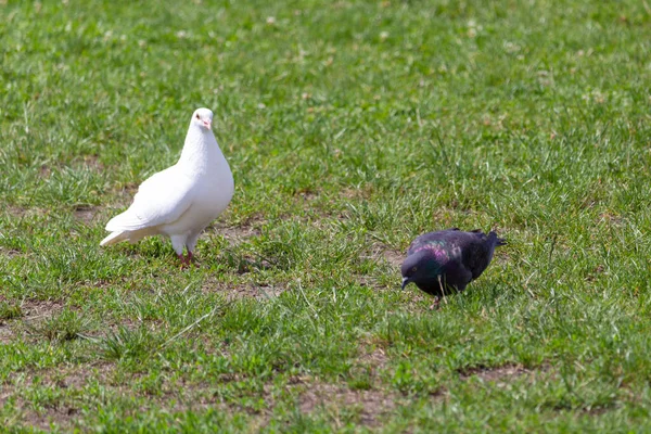 Two Pigeons One White Other Dark — Stock Photo, Image