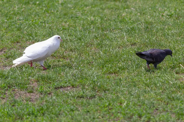 Dois Pombos Branco Outro Escuro — Fotografia de Stock