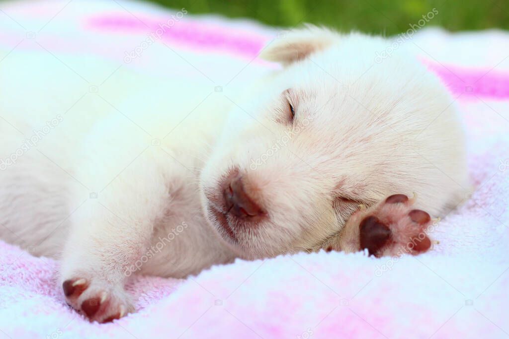 White puppy sleeps sweetly on the bedspread. Copy space for placing text or caption.
