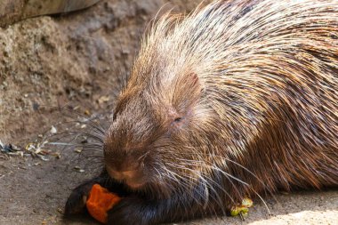 Kirpi havuç renginde arka plan yer.