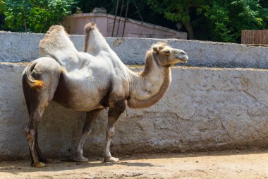 Çift tüylü bir deve taş bir duvarın karşısında duruyor..