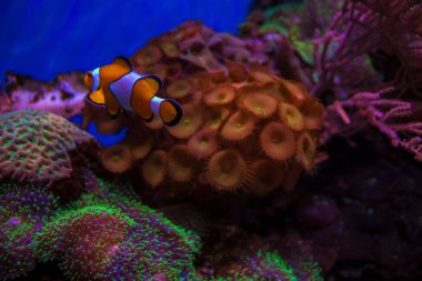 Deniz Akvaryumu, Bulanık Özgeçmiş