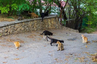 Şehir ortamında bir sürü sokak kedisi var.