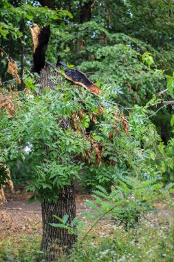Kalın bir ağaçta yıldırım düşmesinin sonuçları