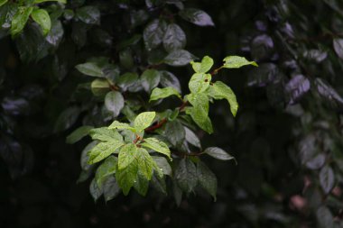 Kasvetli bir akşamda, yağmurlu, bulutlu havada yapraklar.