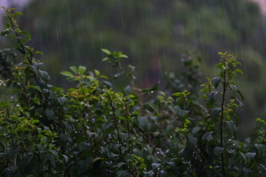 Kasvetli bir akşamda, yağmurlu, bulutlu havada yapraklar.