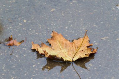 Su birikintisinde kurumuş akçaağaç yaprağı