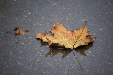Asfalttaki su birikintisinde kurumuş akçaağaç yaprağı. Üzüntü, melankoli, sonbahar sonu teması. Sanatsal bir teknik olarak ağ efekti 