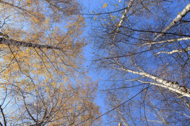 Ağaçlı sonbahar arkaplanı. Yaprakların yarısı sarı, yaprakların yarısı dökülmüş.