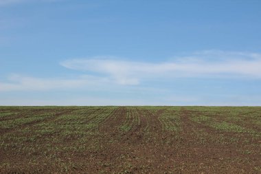 Tarladaki ilk hasat vuruşları