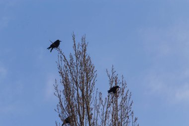 Soğuk kış havasında ağaç dallarında siyah kuzgunlar
