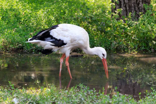 Storch Seinem Natürlichen Lebensraum — Stockfoto