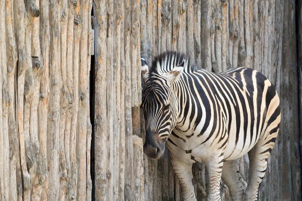 Zebra Steht Holzzaun Der Lagerhalle — Stockfoto