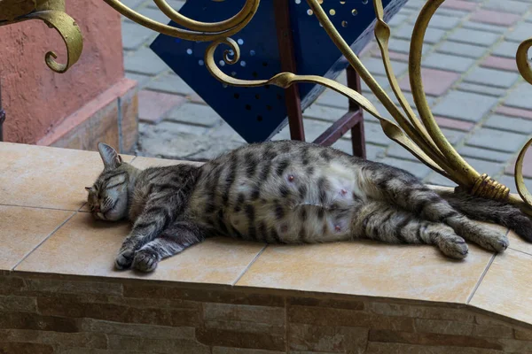 Gato Grávida Está Dormindo Uma Rua Cidade — Fotografia de Stock