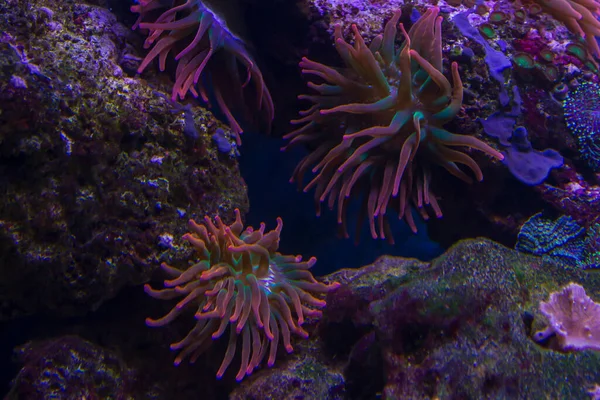 海洋水族館 Blurred Abstract背景 — ストック写真