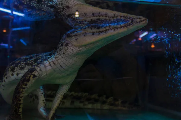 Crocodile Aquarium Bottom View — Stock Photo, Image