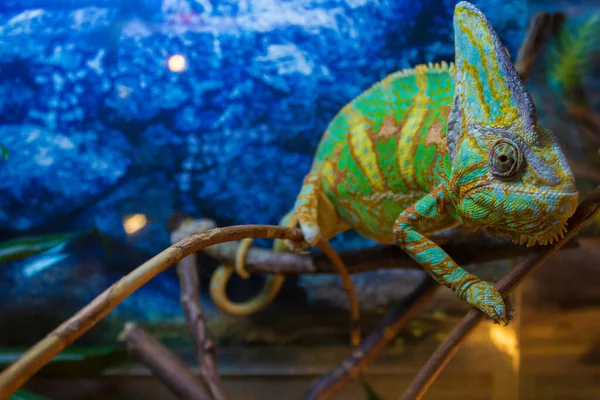 Reptile Exotique Iguana Prélasser Dans Aquarium Sous Une Lampe Spéciale — Photo