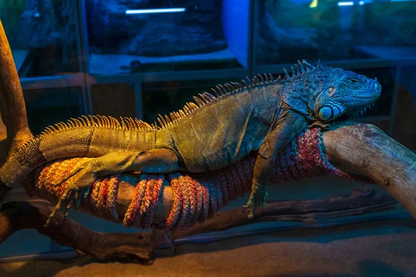 Exotische Reptielenleguaan Koesterend Het Aquarium Onder Een Speciale Lamp — Stockfoto